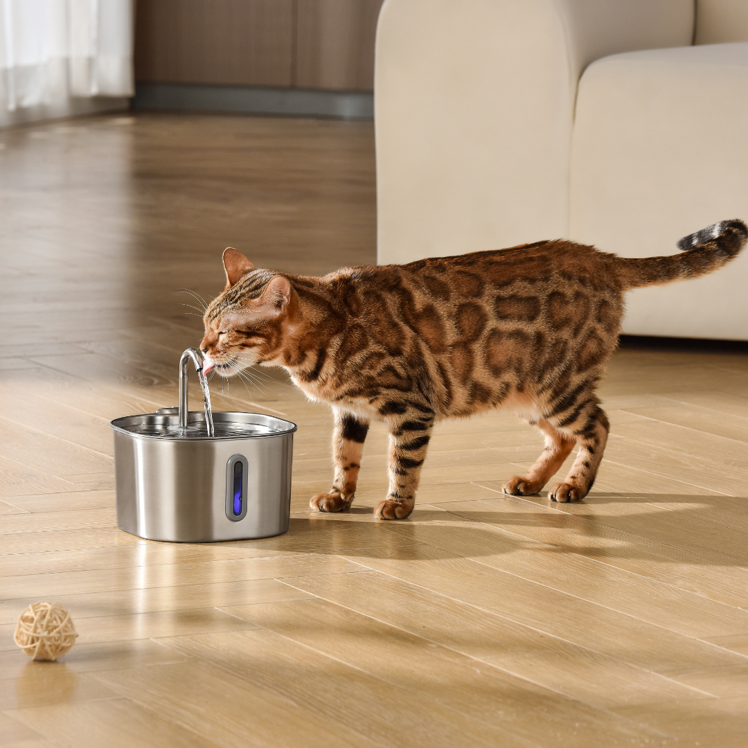 Cat drinking water from a stainless steel pet fountain on a wooden floor.
