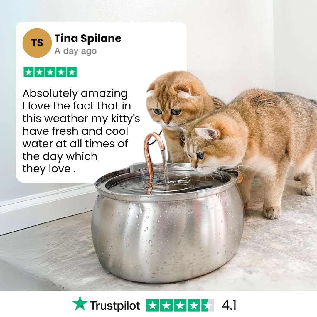 Two cats drinking water from a large metal bowl with a quote from Tina Spilane on a white background.